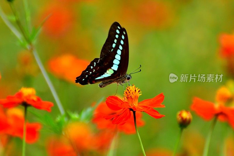 蝴蝶和黄色/橙色的宇宙花